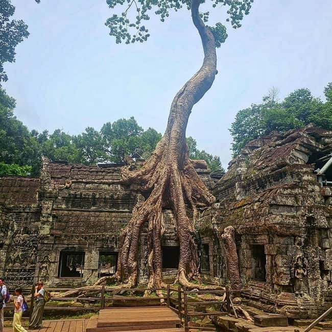 1-Day Trip to Angkor Wat with a Private or Shared Guide in Spanish - Ta Prohm and the ruins shaped by trees