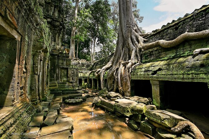 1day private tour to all majestic Temples in Angkor and Sunset - Ta Prohm and the trees over the ruins