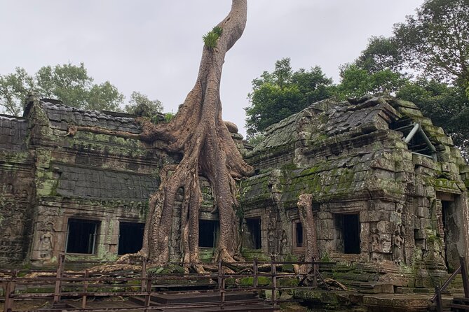 Angkor Wat Sunset TUK TUK Tour - Ta Prohm and its tree-covered ruins