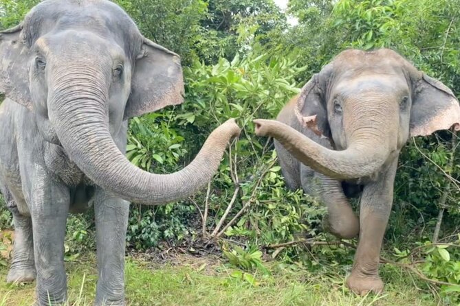 Angkor Wat Temples & Kulen Elephant Forest Day Tour - Why This Day Works for First-Time Siem Reap Visitors