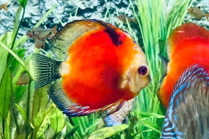 Angkor Wildlife & Aquarium Halfday tour - A Different Siem Reap Outing Beyond Angkor Wat