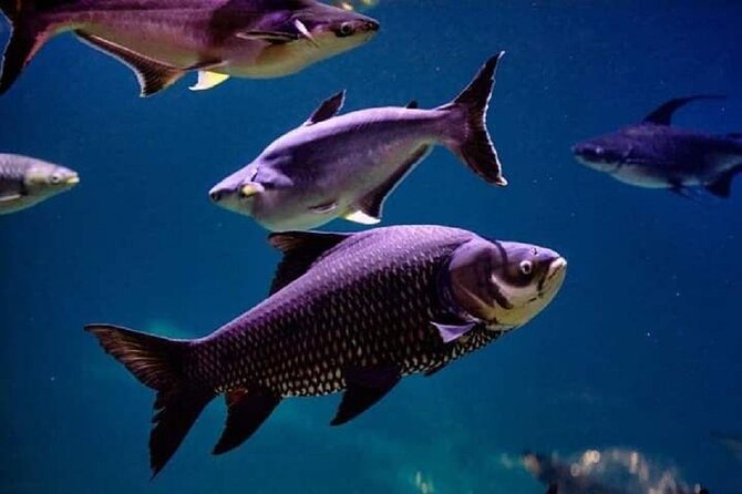 Angkor Wildlife & Aquarium Halfday tour - Why This Works for Families