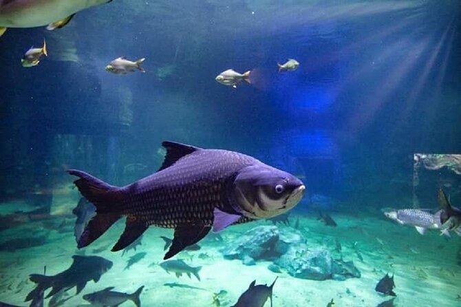 Angkor Wildlife & Aquarium Halfday tour - Timing, Weather, and the Small Print