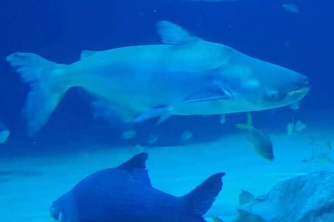 Angkor Wildlife & Aquarium Halfday tour - Seeing the Aquarium’s Fish and Feeding Activity
