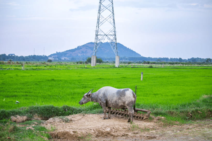 Authentic Siem Reap: Tuk Tuk Countryside and Sunset Tour - Rice fields, fermentation, and a working household cycle