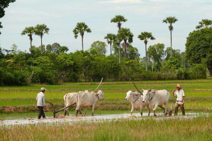 Back to Basics: Siem Reap Village Tour in Cambodia - Key points to know before booking
