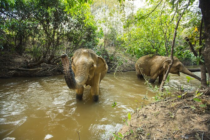 Cambodia Elephants Haft Day Experiences from Siem Reap - Making rice and banana treats