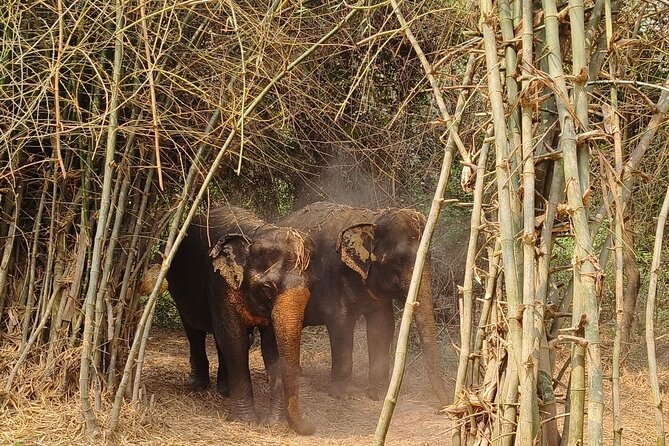 Cambodia Elephants Haft Day Experiences from Siem Reap - Group size, pace, and time on site