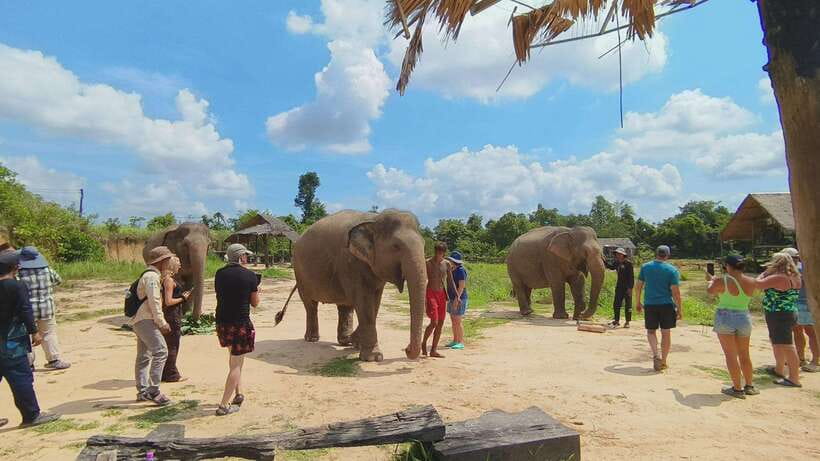 From Siem Reap: Elephant Sanctuary Experience with Transfers - Practical tips for a better visit