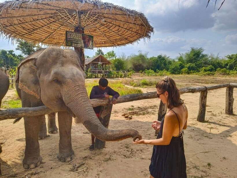 From Siem Reap: Elephant Sanctuary Experience with Transfers - Preparing food and feeding the elephants
