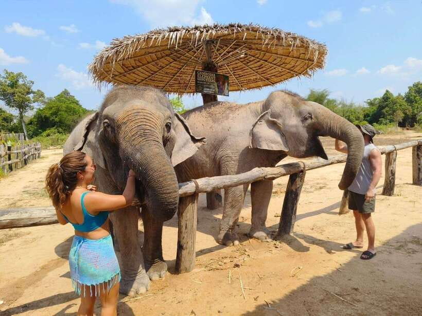 From Siem Reap: Elephant Sanctuary Experience with Transfers - Watching elephants in the forest