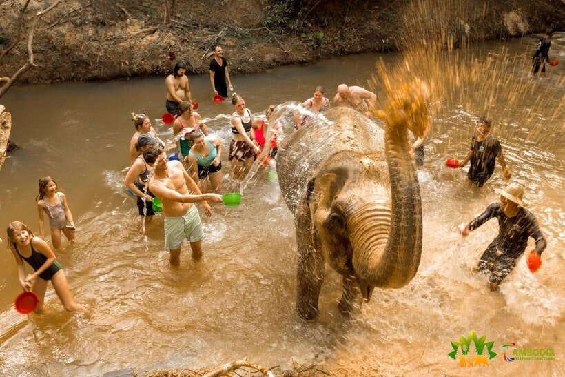 From Siem Reap: Elephant Sanctuary Experience with Transfers - What the $69 price includes