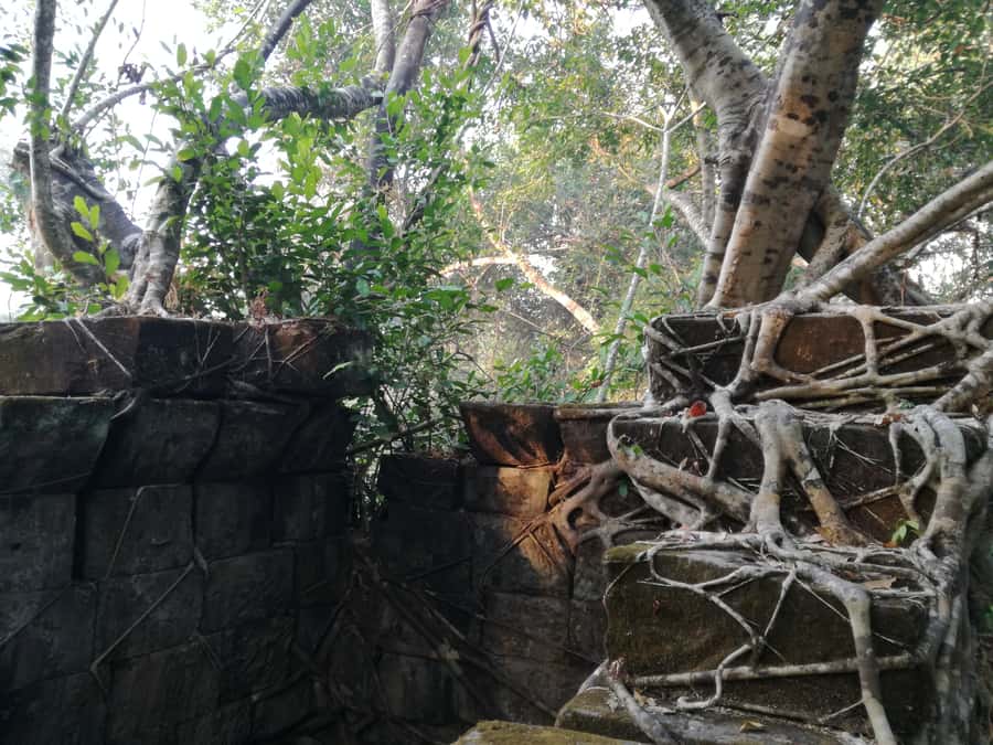 From Siem Reap: Half-Day Tour to Beng Mealea Temple - Why the jungle matters here