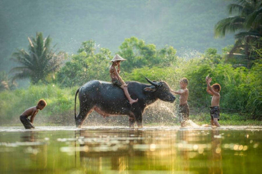 From Siem Reap: Tonle Sap Floating Villages Tour - The crocodile and fish farm stop