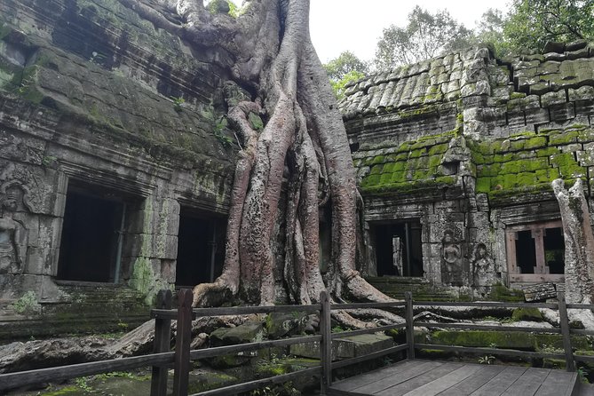 Half Day Angkor Wat Sunrise Private Tour - Ta Prohm at about 7:00 am