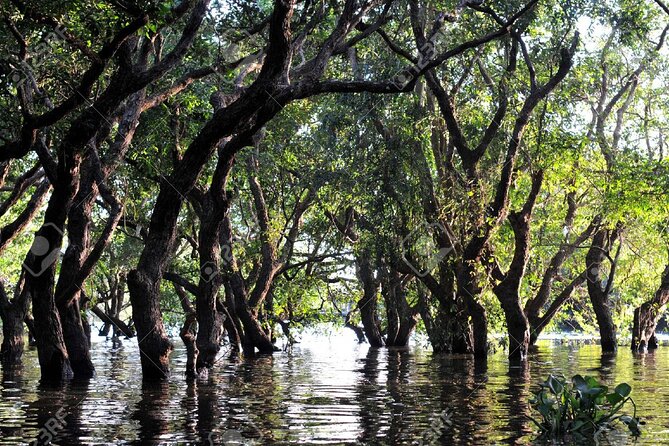 Kompong Phluk Village Tonle Sap Lake Half-Day Tour From Siem Reap - The flooded forest and smaller boats