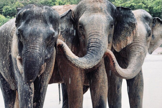 Kulen Elephant Forest and Tonle Sap Lake by Private Tour - Meeting the elephants at Kulen Elephant Forest
