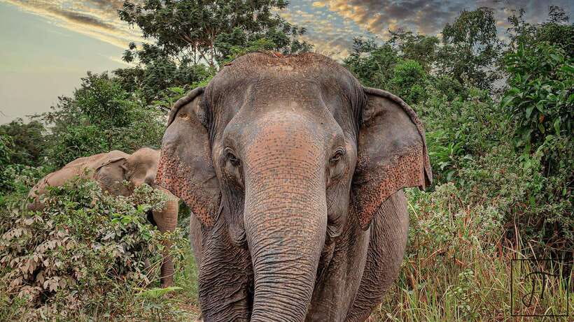 Kulen Elephant Forest Siem Reap in Small Group - Meeting the guide and learning the ground rules