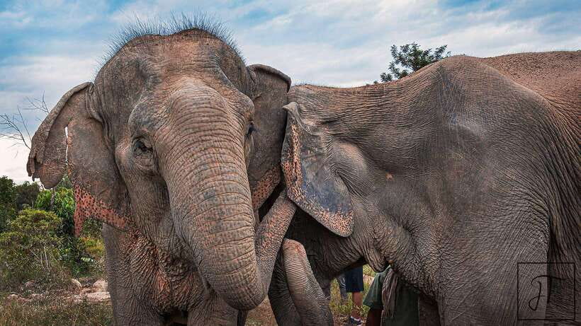 Kulen Elephant Forest Siem Reap in Small Group - Walking 2 kilometers through the forest