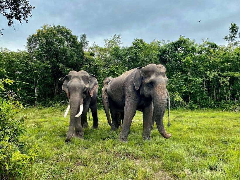 Kulen Elephant Forest Siem Reap in Small Group - Watching elephants at the pond
