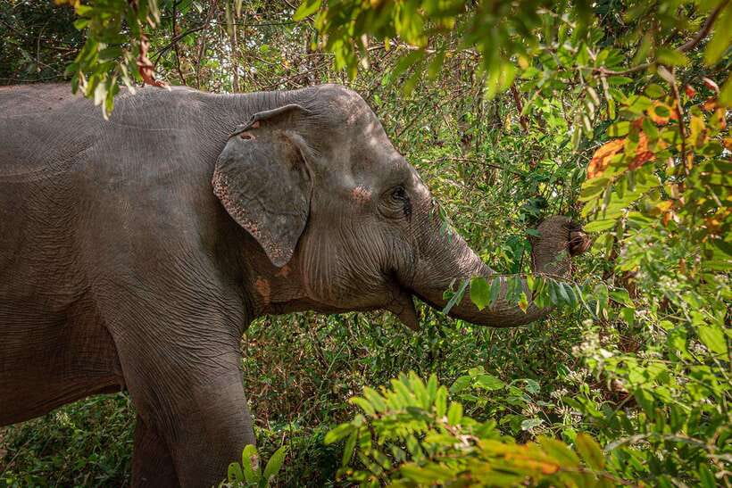 Kulen Elephant Forest Siem Reap in Small Group - The one-hour ride from Siem Reap