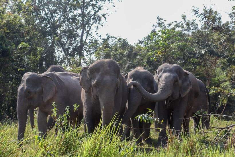 Kulen Elephant Forest & Tonlesap Lake - Meeting the elephants at Kulen Elephant Forest