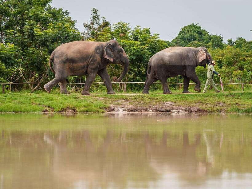 Kulen Elephant Forest Tour with Hotel Pick-up & Drop off - Water, bathing, and careful contact