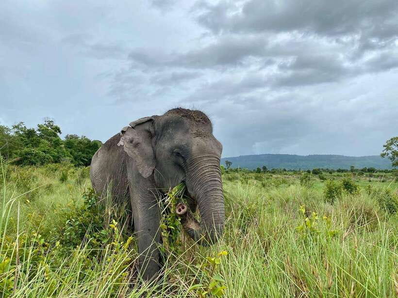 Kulen Elephant Forest Tour with Hotel Pick-up & Drop off - What the guides add to the experience