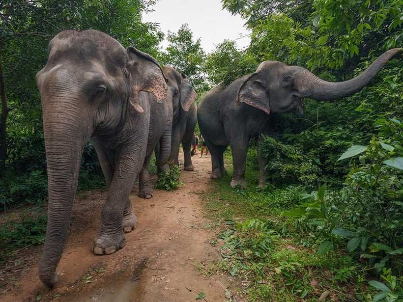 Kulen Elephant Forest Tour with Hotel Pick-up & Drop off - Who will enjoy this six-hour outing?