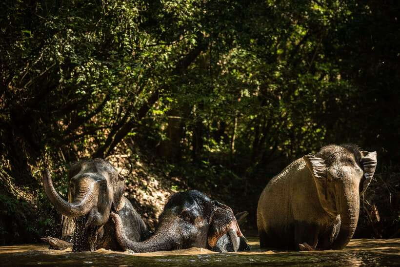 Kulen Mountain Day Trip with Picnic & Kulen Elephant Forest - Preah Dak and the making of palm sugar