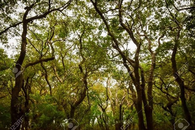 Mechrey Floating Village Tour & Mangrove from Siem Reap - Who will enjoy this experience most?