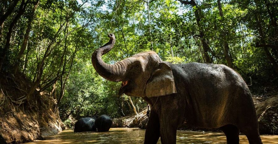 Phnom Kulen Park: Tour with Elephant Forest from Siem Reap - Useful preparation for a smoother morning
