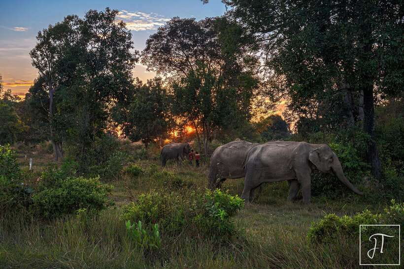 Phnom Kulen Park: Tour with Elephant Forest from Siem Reap - Who will enjoy this day most