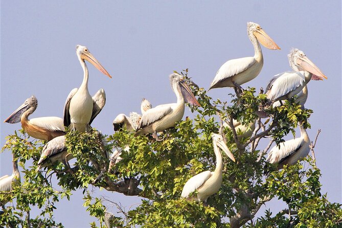 Prek Toal Birds Sanctuary and floating Village Private Day Tour - Seeing Prek Toal Floating Village