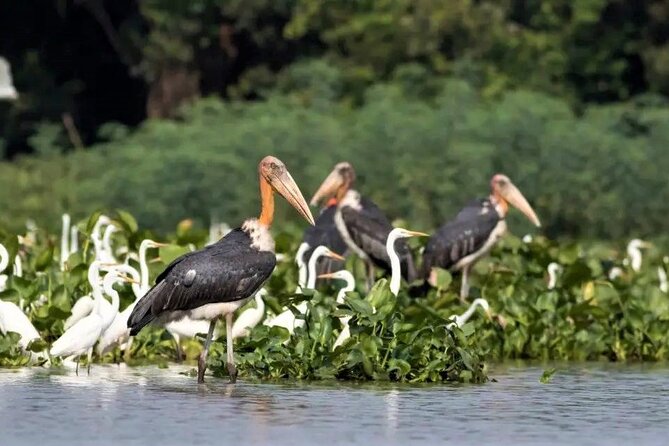 Prek Toal Birds Sanctuary and floating Village Private Day Tour - Two hours inside the bird sanctuary