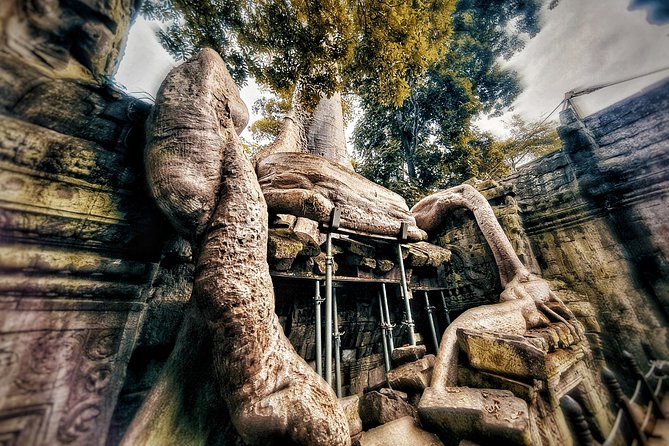 Private sunrise tour to Angkor Wat & other highlights with Professional Guide. - Ta Prohm and the famous tree roots