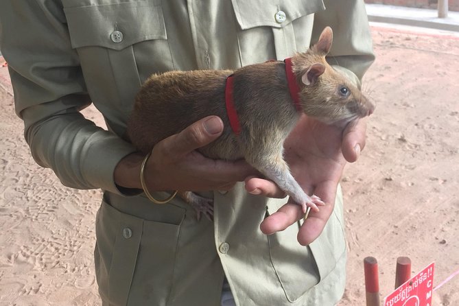 Private Tour: HERO Rats & Angkor National Museum - APOPO: seeing the Hero Rats at work