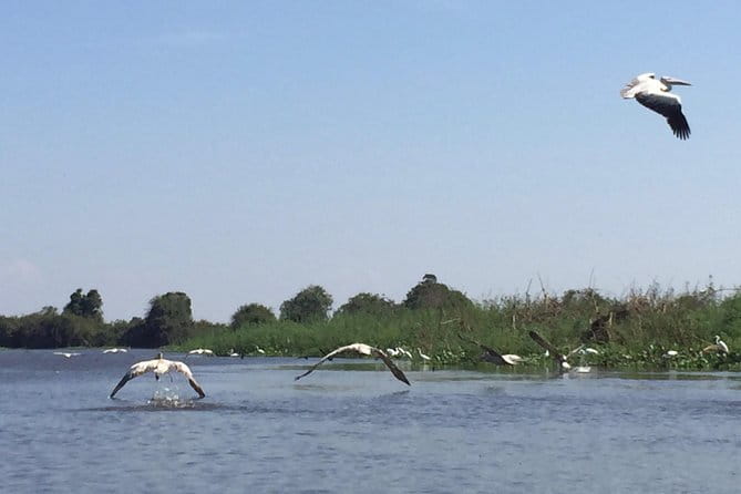 Private Tour Prek Toal Bird Sanctuary Off Beaten Track - Seeing schools, churches, pagodas, and village life