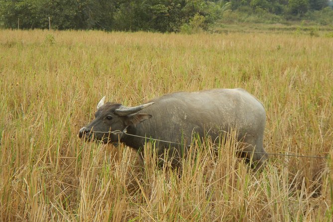 Rice Fields & Rural Villages Tour - Cycling difficulty, rain, and family suitability