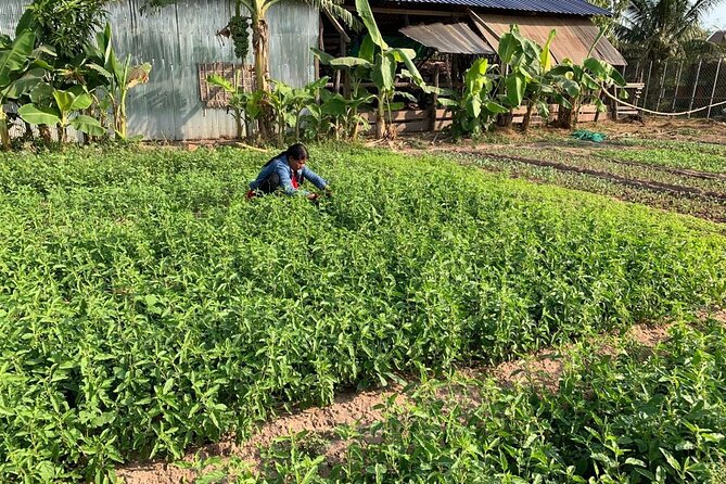 Rural Countryside Experience Tour in Siem Reap - Mushroom farming with Thanut Kean