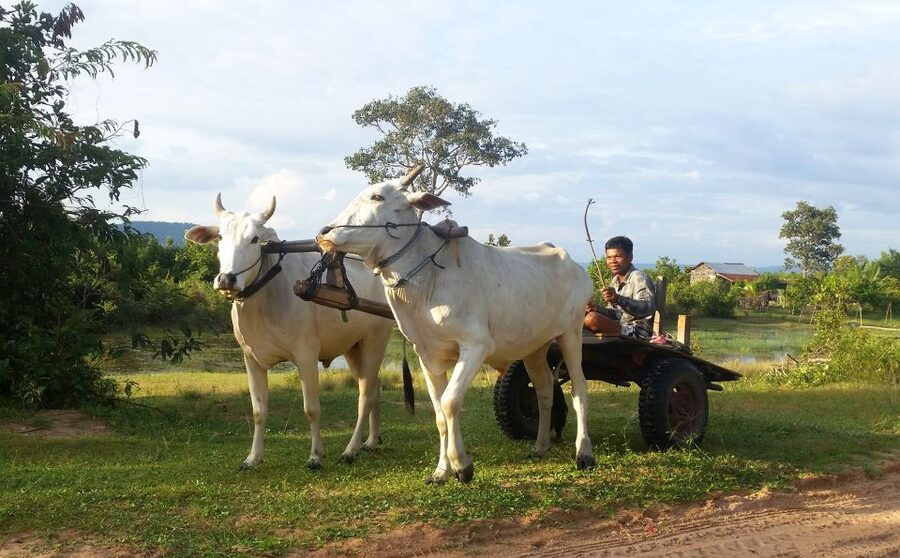 Siem Reap: 6-Hour Easy Rider Motorbike Tour - Who should book this Siem Reap motorbike tour?
