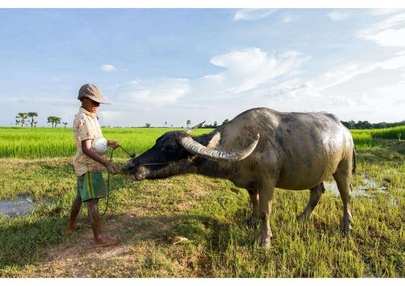 Siem Reap: Afternoon Cooking Class & Village Tour - Learning Khmer cooking in a relaxed setting