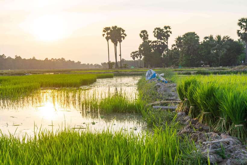 Siem Reap: Afternoon Cooking Class & Village Tour - What the guide adds to the afternoon
