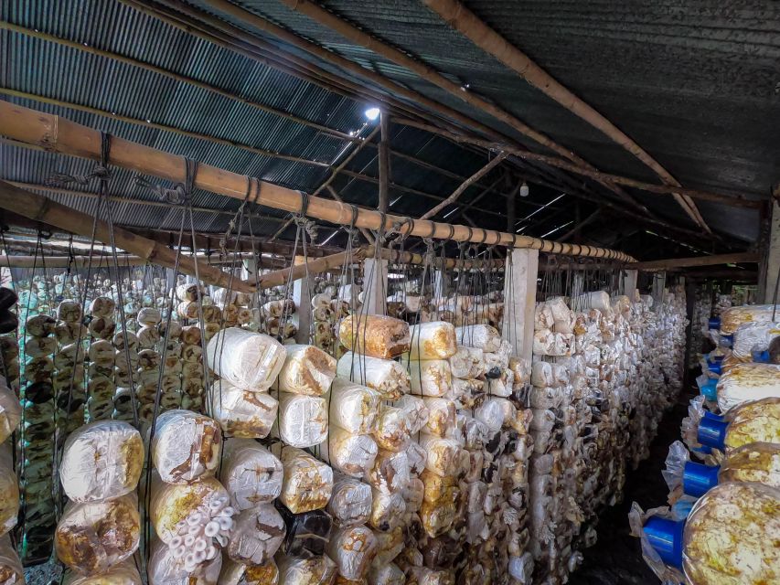 Siem Reap: Afternoon Cooking Class & Village Tour - Practical limits to consider