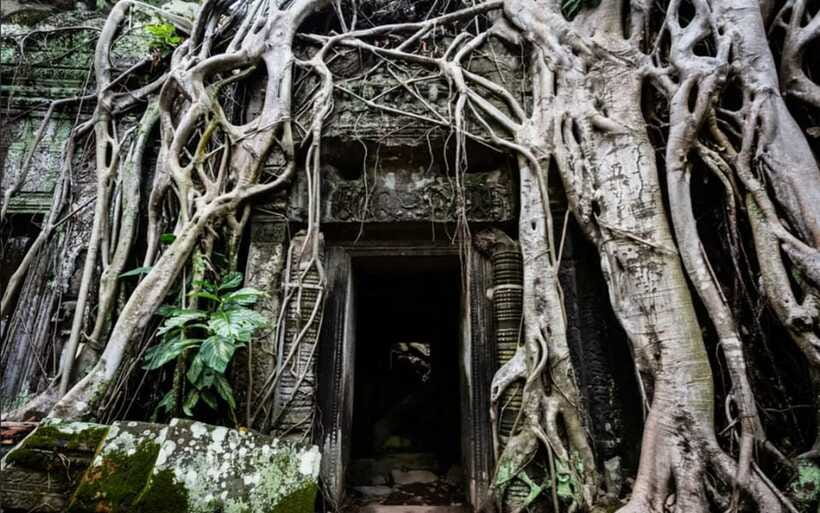 Siem Reap: Angkor Temples Tour - Shared Tours tours guide - Ta Prohm, where stone meets the jungle