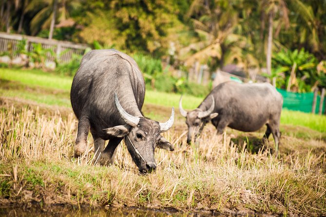 Siem Reap Countryside Guided Tour by Bike and E-Bike Private Tour - From Angkor’s edge to the quiet back roads