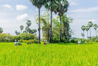 Siem Reap Countryside Vespa Tour / Tuk Tuk Available