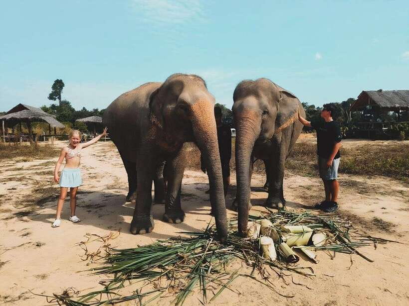 Siem Reap: Elephant Sanctuary Included Hotel Pickup Drop-off - The mud bath with the elephants