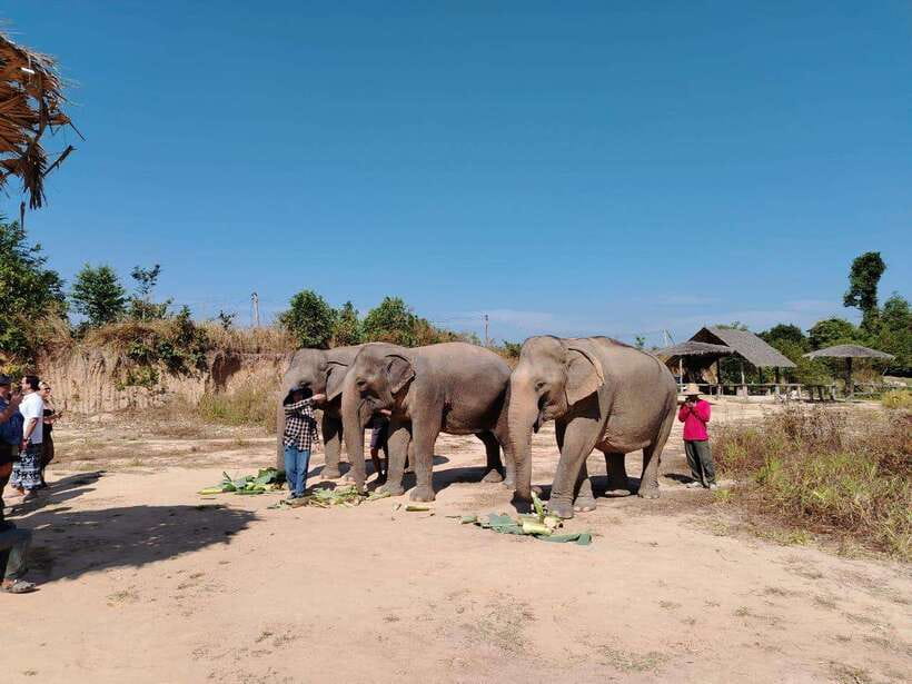 Siem Reap: Elephants & Apopo Rat Demining Private Trip - Key points at a glance