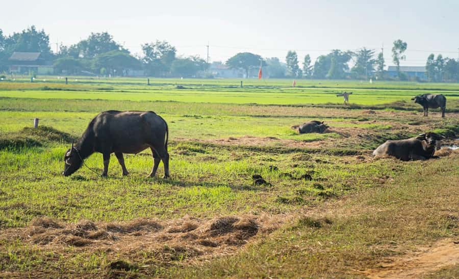Siem Reap: Guided Countryside Bike Tour - Why this ride shows more than the Angkor temples